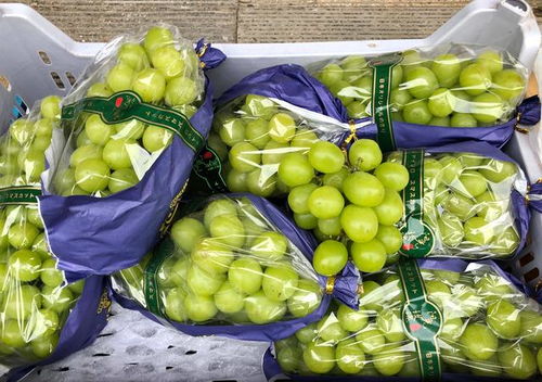 大連早市物價(jià)觀察 水果便宜桃子價(jià)低，海產(chǎn)品遇冷賣家稱鮮活無(wú)事