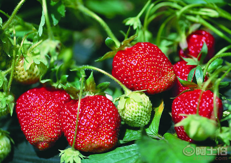 新鄉(xiāng)市俊彬有機(jī)蔬果種植專業(yè)合作社 采摘體驗(yàn)與優(yōu)質(zhì)產(chǎn)品一站式服務(wù)