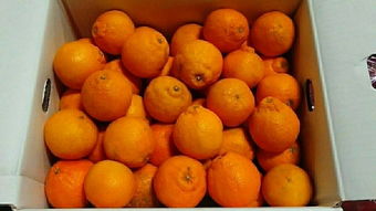 日本蔬菜代購(gòu)指南 價(jià)格、二手市場(chǎng)與選購(gòu)技巧